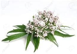 Premium Valerian Root Powder 4oz Valeriana officinalis The Bloomin Herb Shoppe Bulk Tea Tinctures
