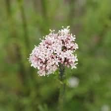 Premium Valerian Root Powder 4oz Valeriana officinalis The Bloomin Herb Shoppe Bulk Tea Tinctures