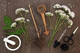 Premium Valerian Root Powder 4oz Valeriana officinalis The Bloomin Herb Shoppe Bulk Tea Tinctures