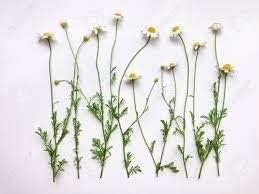 Wildcrafted German Chamomile Flowers Dried Powder 16oz Tea The Bloomin Herb Shoppe