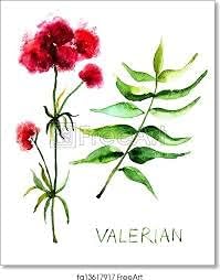 Premium Valerian Root Powder 16oz 1lb The Bloomin Herb Shoppe Valeriana Officinalis herb