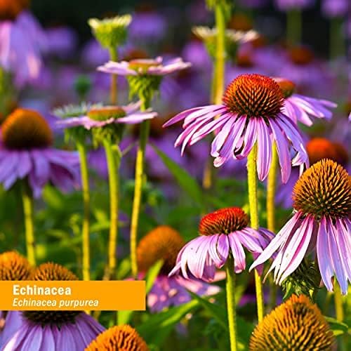 Herb Pharm Certified Organic Echinacea Root Liquid Extract for Immune System Support, Organic Cane Alcohol, 4 Ounce