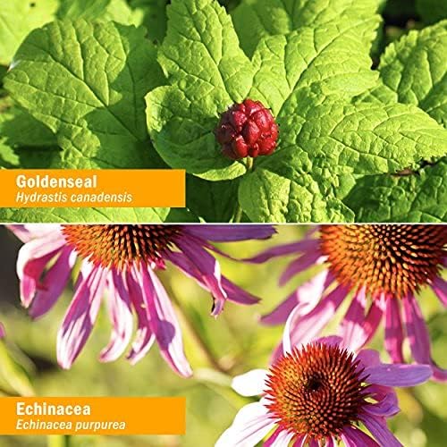 Herb Pharm Certified Organic Golden Echinacea Liquid Extract for Immune System Support - 4 Ounce
