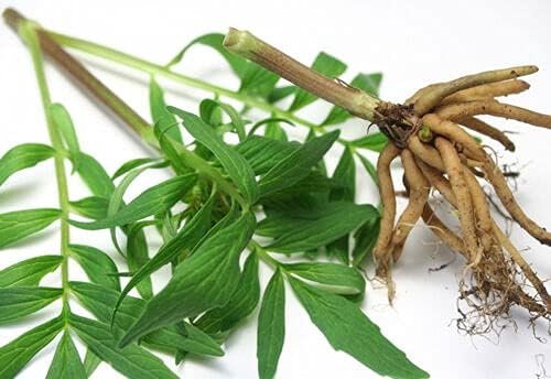Valerian Root - Valeriana officinalis Dried Loose Root Cut by Nature Tea (4 oz)