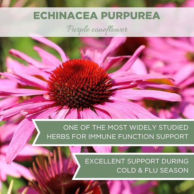 Organic Echinacea Purpurea 4 oz. (113g), USDA Certified Dried Echinacea Tea, Premium Quality Herb, Purple Coneflower, Cut & Sifted