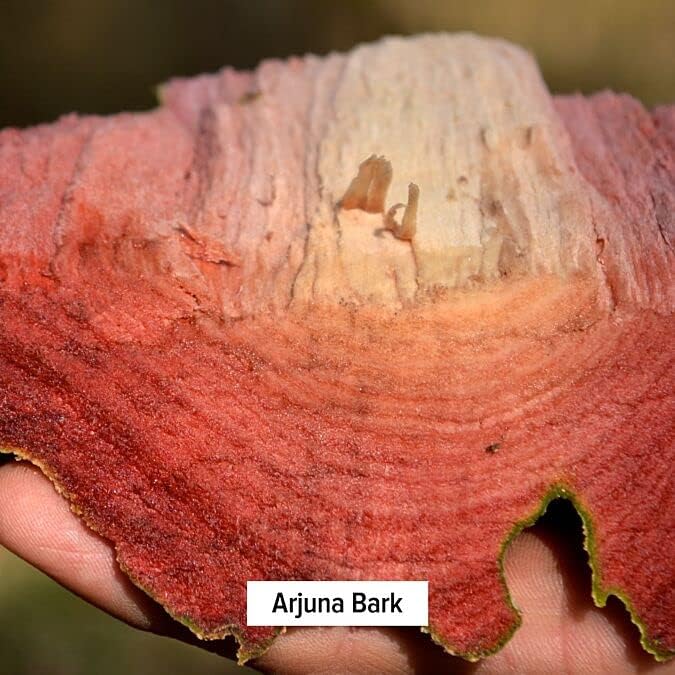 Banyan Botanicals Organic Arjuna Powder – Arjuna Bark Powder (Terminalia Arjuna) –Traditional Herbal Heart Supplement for Proper Heart Function* – 1 lb. – Non-GMO, Sustainably Sourced, Vegan*