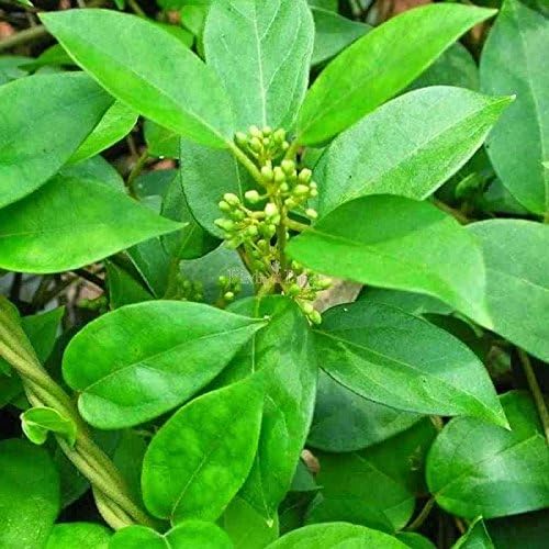 Gymnema Sylvestre Powder | 200 g / 0.44 Lbs | Gurmar | Sirukurinjan | Madhunashini