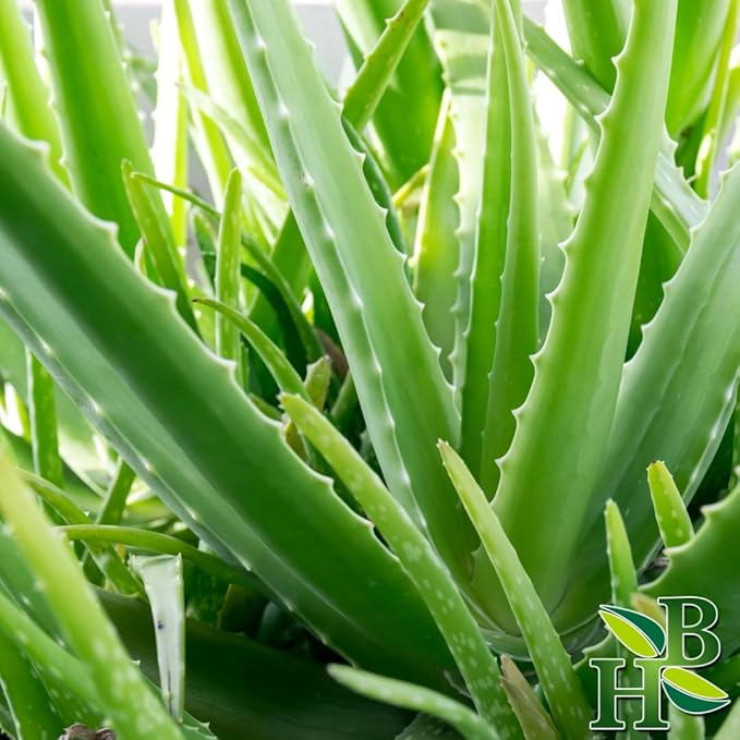 Aloe Vera Leaf Powder | Aloe Vera | Wildcrafted | 4oz