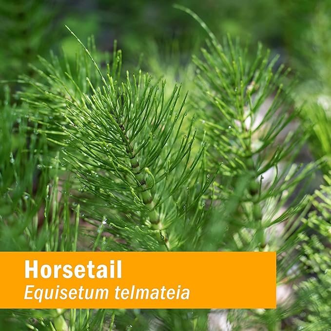 Herb Pharm Horsetail Liquid Extract for Urinary System Support - 4 Ounce