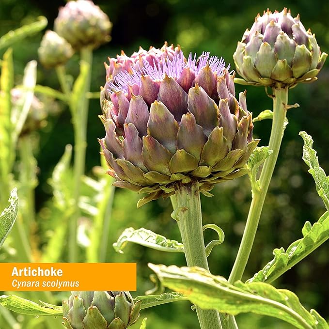 Herb Pharm Certified Organic Artichoke Liquid Extract for Cardiovascular and Circulatory Support - 1 Ounce