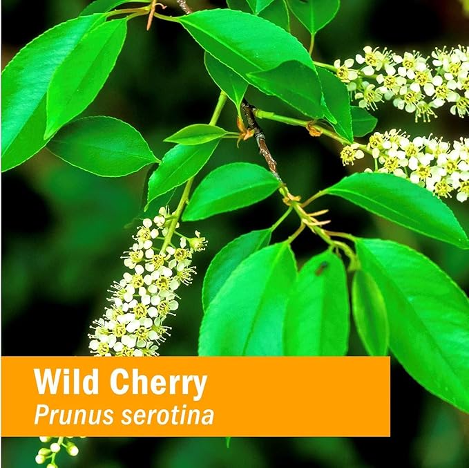 Herb Pharm Certified Organic Wild Cherry Bark Liquid Extract for Respiratory Support - 1 Ounce (DWCHER01)