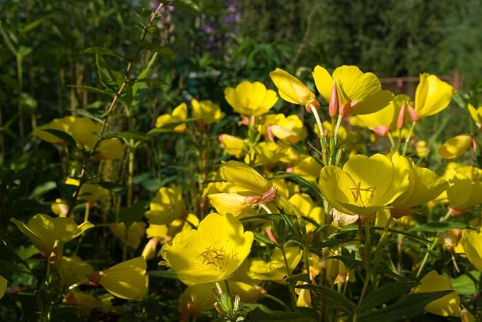 Health Embassy Evening Primrose Seeds Powder | Oenothera biennis L | (50g)