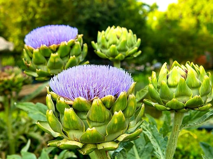 Artichoke 20 Seeds for Planting Non-GMO