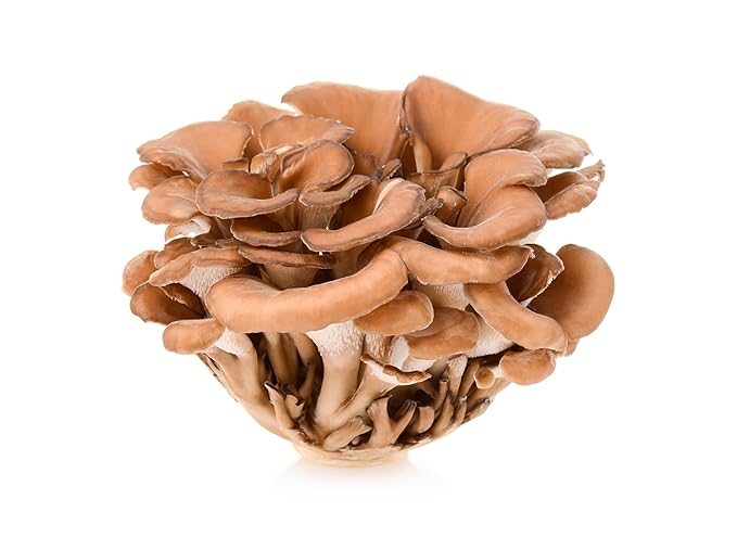 Naturejam Organic Maitake Mushroom Powder 8 Ounces Bulk-Premium Culinary Grade for Smoothies, Latte and Baking-A Great Coffee Substitute 150-200 Servings