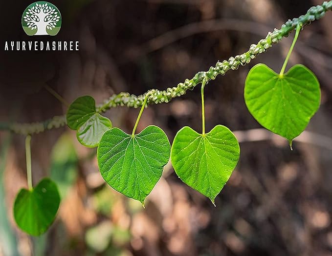 Guduchi Powder 100 Gm I Giloy Powder I Ayurvedic Herbal Immune Support I Supports Immune System I Tinospora Cordifolia Powder I Non GMO I Gluten Free I 100% Natural