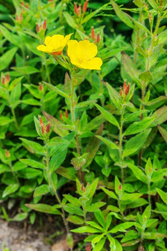 Health Embassy Evening Primrose Seeds Powder | Oenothera biennis L | (50g)