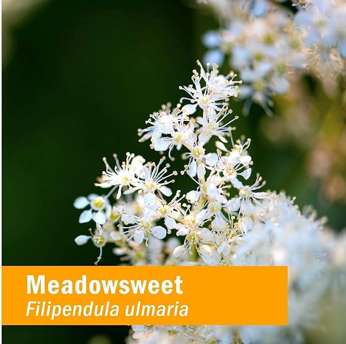 Herb Pharm Certified Organic Meadowsweet Liquid Extract for Minor Pain - 1 Ounce (DMEAD01) (Pack of 2)