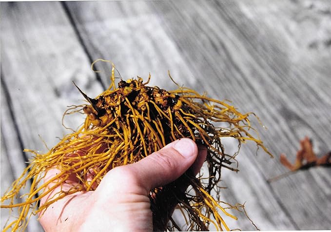 Goldenseal Root Powder 7gm = 1/4 oz. **USA Grown & Packaged**