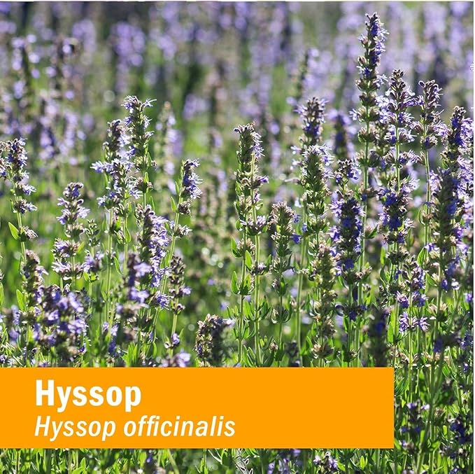 Herb Pharm Certified Organic Hyssop Liquid Extract - 1 Ounce (Pack of 2)