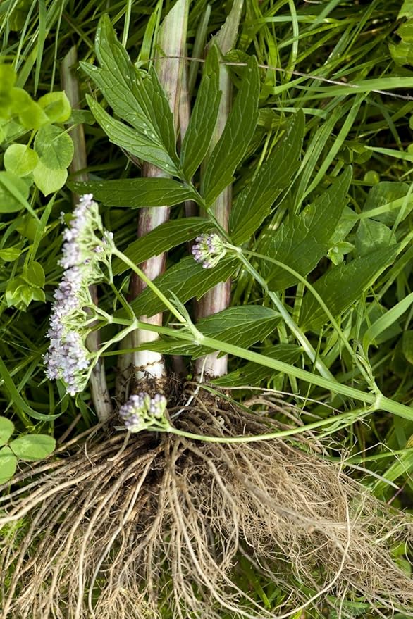 Health Embassy Valerian Root | Valeriana Officinalis L | 100% Natural (50g)