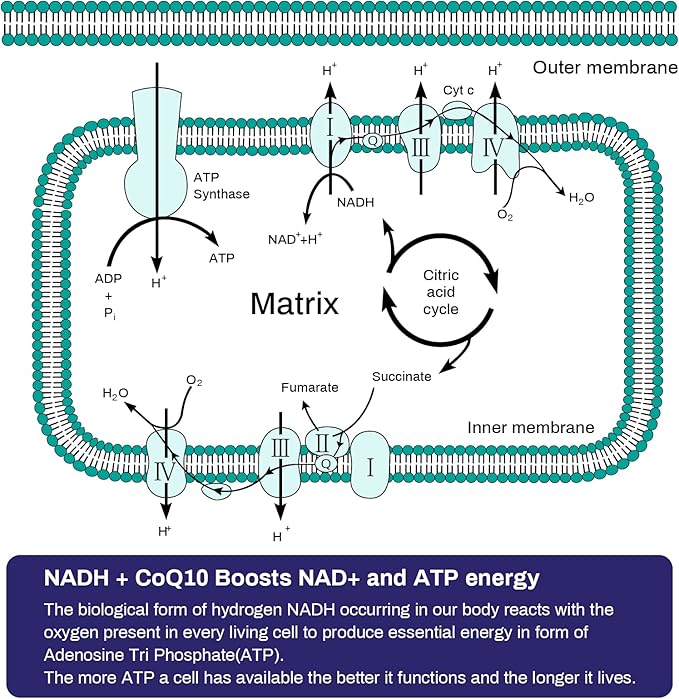 NADH 50mg + CoQ10 200mg + D-Ribose 150mg Supplement, Boosting NAD+ Supplements for Immune System, Cellular Energy, Focus, Reduced Nicotinamide Adenine Dinucleotide, 60 Veggie Capsules