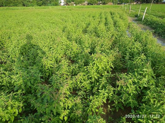 Tulsi Leaves Powder 8 Ounce or 1/2 lb (Pack of 1) | Natural Tulsi Powder | Non-GMO | Kosher | Holy Basil | No Added Preservative. | By Carmel Organics