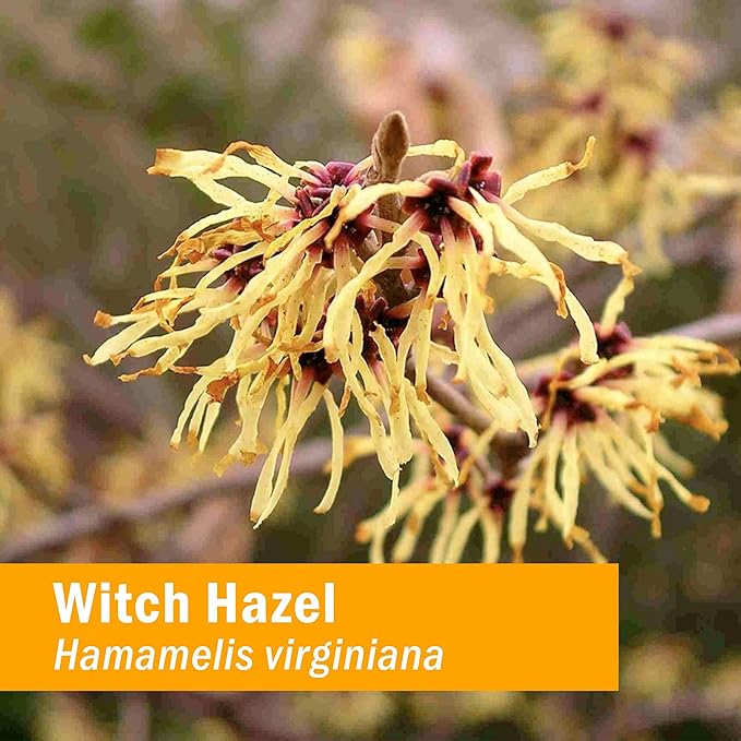 Herb Pharm Witch Hazel Liquid Extract, 1 Fl Oz