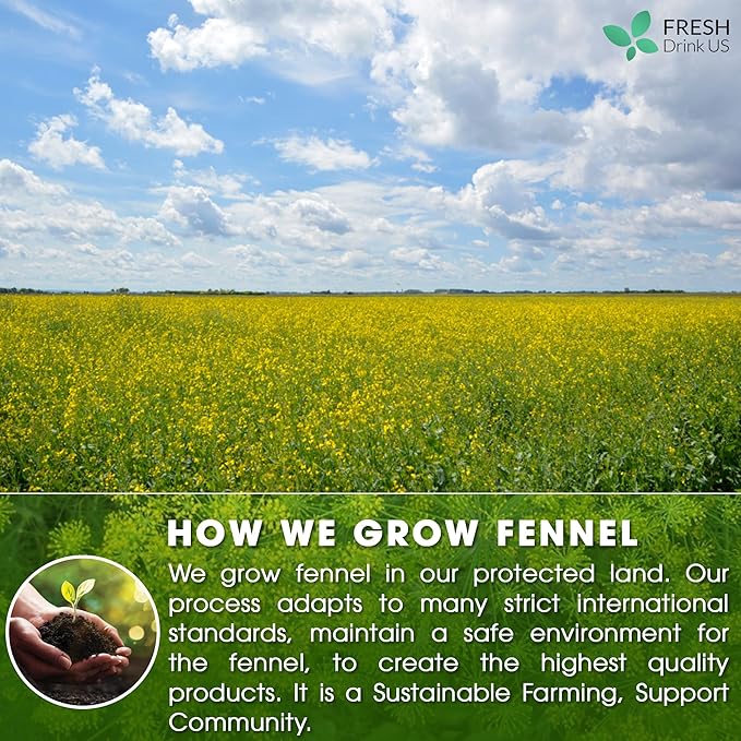 FreshDrinkUS, Premium 55 Fennel Tea Bags, 100% Natural & Pure from Fennel Seeds. Fennel Seed Herbal Tea. Fennel Seed Tea. Made with Natural Material Tea Bags. No Sugar, No Caffeine, No Gluten, Vegan.
