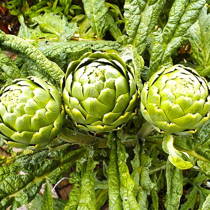 Artichoke 20 Seeds for Planting Non-GMO