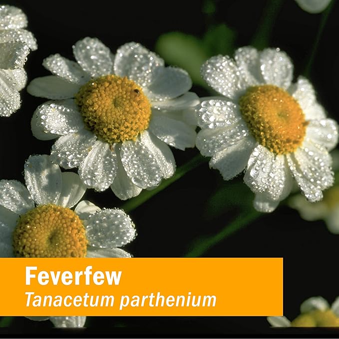 Herb Pharm Certified Organic Feverfew Liquid Extract for Minor Pain Support - 1 Ounce (Pack of 2)