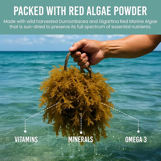 Holistic Bin Red Marine Algae Powder Gigartina and Dumontiacea Red Algae Supplements | Gluten Free, Vegan, Wild Harvested | Rich in Vegan Omega 3 (30 Grams)