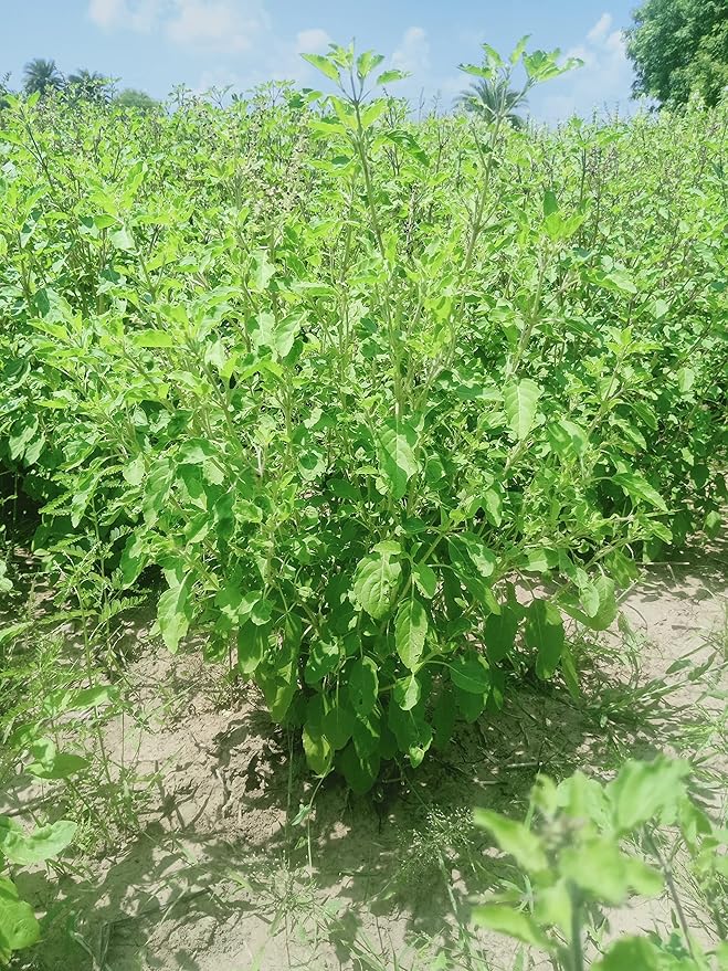 Tulsi Leaves Powder 8 Ounce or 1/2 lb (Pack of 1) | Natural Tulsi Powder | Non-GMO | Kosher | Holy Basil | No Added Preservative. | By Carmel Organics