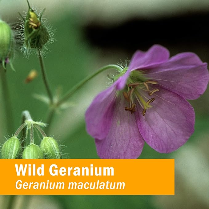Herb Pharm Wild Geranium (Cranesbill) Liquid Extract - 1 Ounce