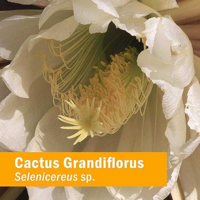 Herb Pharm Cactus Grandiflorus Liquid Extract for Cardiovascular Circulatory Support - 1 Ounce