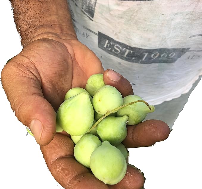 MaxRelief Kakadu Plum Powder - Australian Superfood Elixir - Purely Plant-Based Sourced Vitamin C Powder - #1 Global Natural Source - Nourish Optimal Health and Enhance Body Resilience - 1.8 OZ
