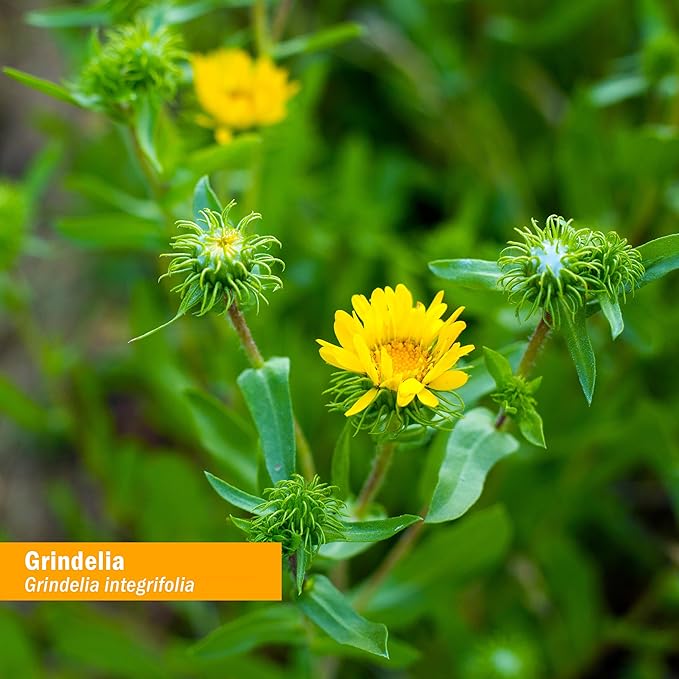 Herb Pharm Grindelia Liquid Extract for Respiratory System Support - 1 Ounce (DGRIND01) (Pack of 2)