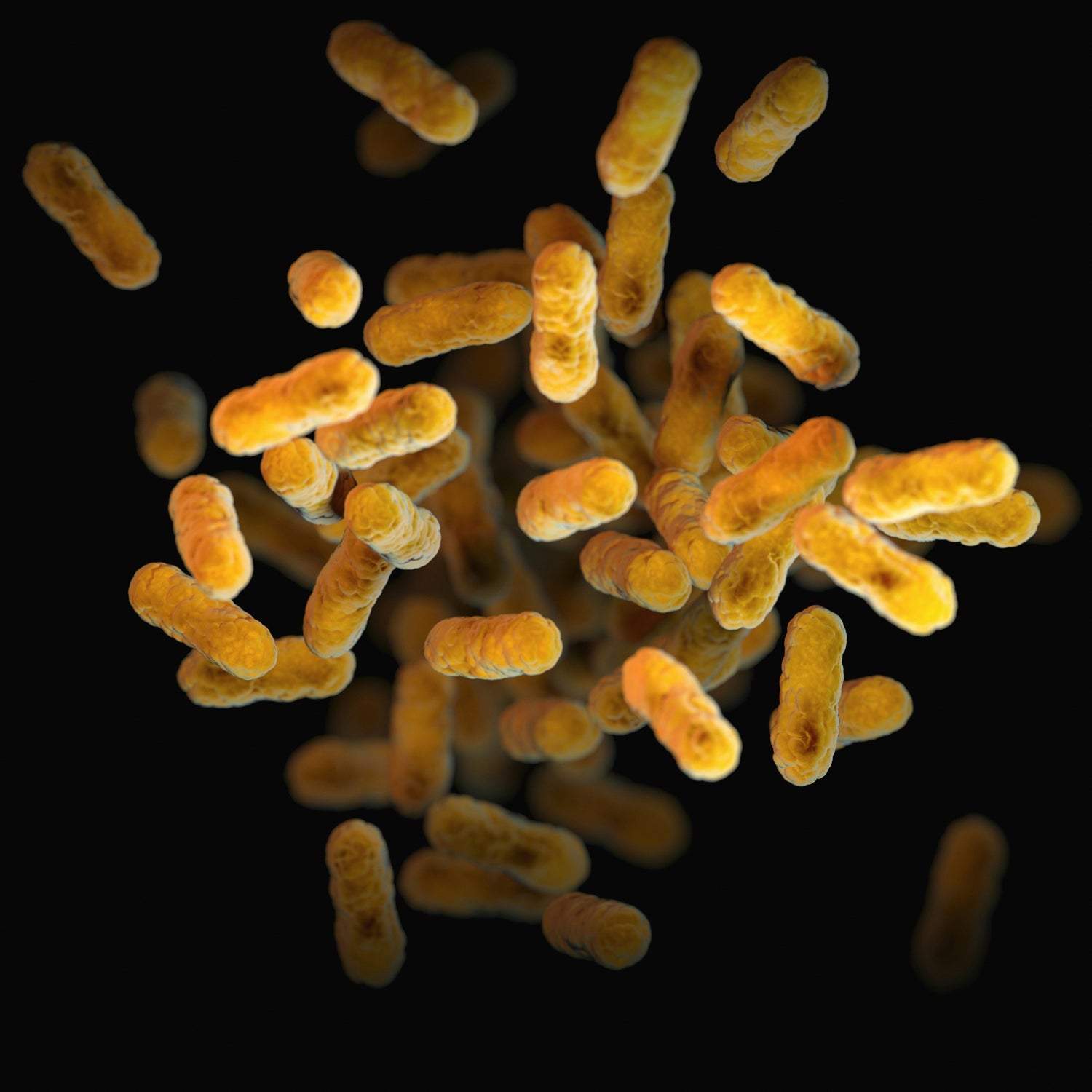LifeSwitch probiotic and prebiotic supplements with Lactobacillus and inulin for gut balance and immunity