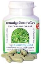 Fah Talai Jone (Andrographis Paniculata/King of Bitters)