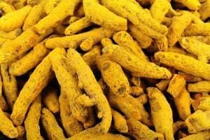 Dry Turmeric Roots Curcumin Curcuma longa Rhizomes Turmeric Haldi Finger 400 gram