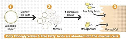 MYOXCIENCE Optimized Omega-3 Monoglyceride | Extra Strength Fish Oil | 600 mg EPA | 260 mg DHA | Monoglyceride Form | IFOS Certified | Enteric Coated (120 Softgels)
