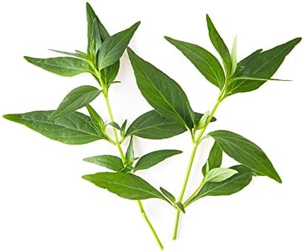 Kalmegh Powder | 200 GMS / 0.44 Lbs | Andrographis Paniculata | Green Chirette | Nilavembu