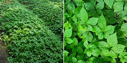 Jiaogulan Capsules (Gynostemma Pentaphyllum) Organically Grown | Improve Overall Health | Longevity Antiaging 100% Crushed Leaf (100x500mg)