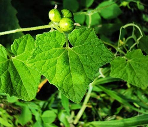 Flax Musumusukkai Powder | Mukai Maderaspatana Powder 300 Gm Pack of 1 | Natural Herbal Supplement | Organic and Non-GMO | Ayurvedic Wellness and Health Support