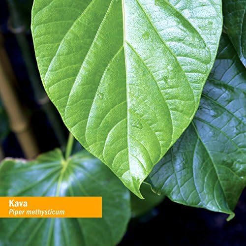 Herb Pharm Organic Kava Root Liquid Extract for Stress Relief & Relaxation*: Vegan Kava Extract, Non-GMO Kava Kava Tincture for Calm & Relaxed Mood, Gluten-Free, 1 Oz
