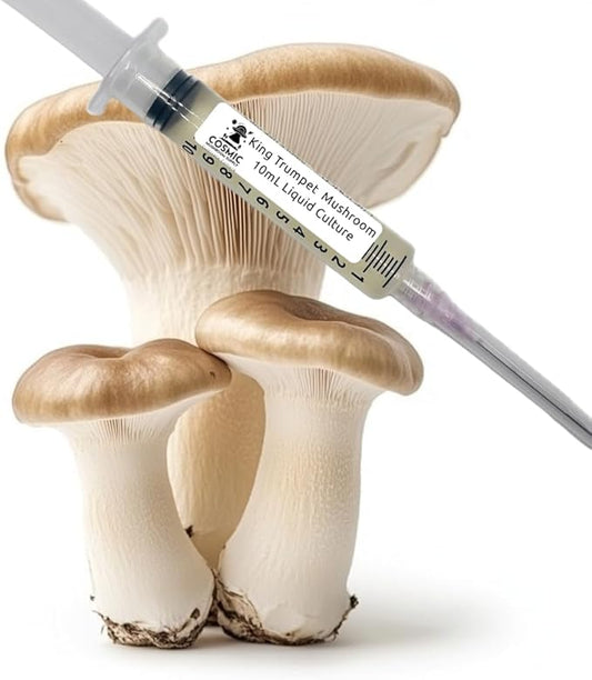 King Trumpet Mushroom (Pleurotus eryngii) - Liquid Culture - 10cc