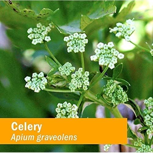 Herb Pharm Certified Organic Celery Seed Liquid Extract for Urinary System Support - 4 Ounce