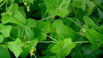 Flax Musumusukkai Powder | Mukai Maderaspatana Powder 300 Gm Pack of 1 | Natural Herbal Supplement | Organic and Non-GMO | Ayurvedic Wellness and Health Support