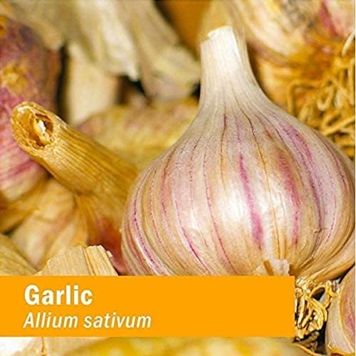 Herb Pharm Certified Organic Garlic Liquid Extract for Cardiovascular and Circulatory Support - 4 Ounce