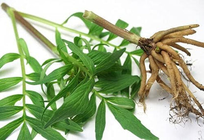 Valerian Root - Valeriana officinalis Dried Loose Root Cut by Nature Tea (4 oz)