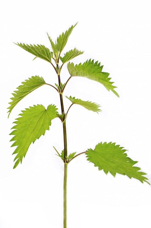 Stinging Nettle Seeds (Urtica Dioica) from Germany - Pure Vegan Protein Source, Dried Nettle Seeds - Net Weight: 0.7oz/20g. Non GMO, Gluten Free.